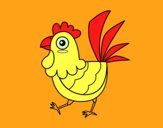 Gallina de granja