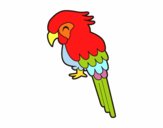 Guacamayo