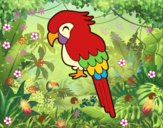 Guacamayo