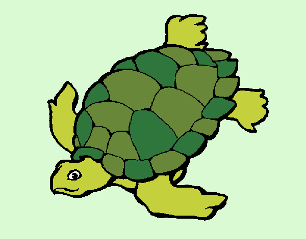 Tortuga