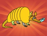 Armadillo adulto