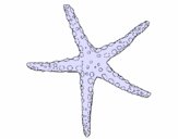 Estrellita de mar