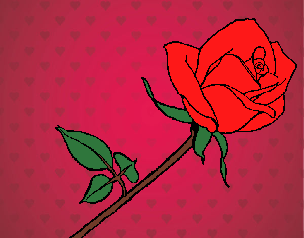 Rosa