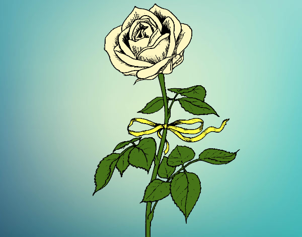 Una rosa