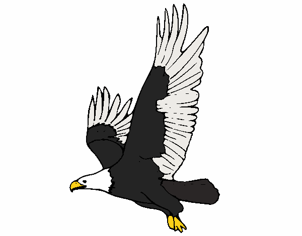 Águila volando