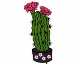 Cactus con flores