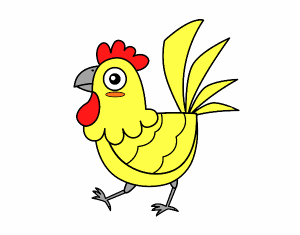 Gallina de granja