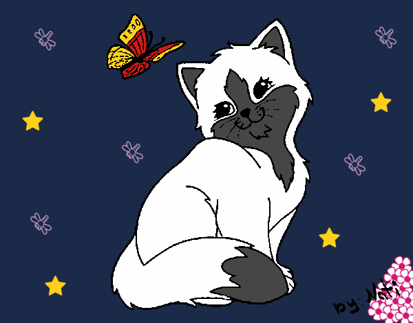 Gatito y mariposa