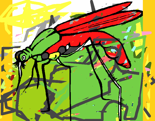 Mosquito