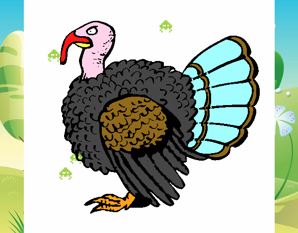 Pavo 