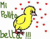 Pollito