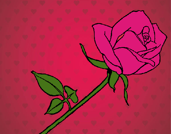 Rosa