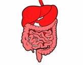 Sistema digestivo