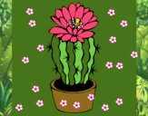 Cactus con flor