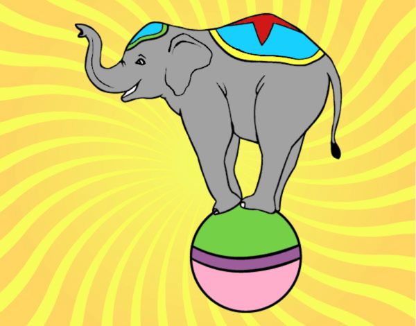 Elefante equilibrista