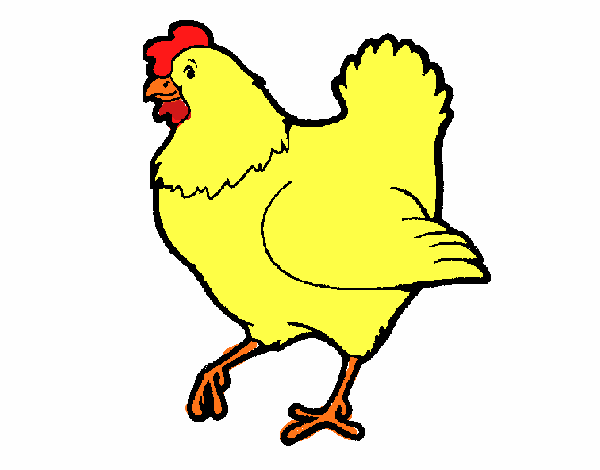 Gallina