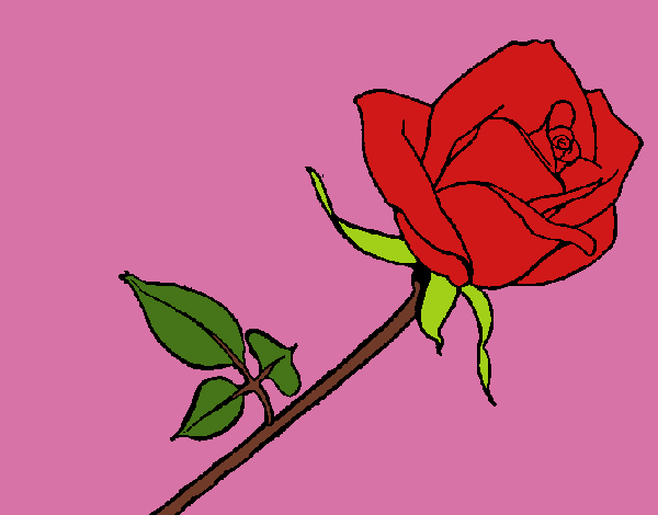 Rosa