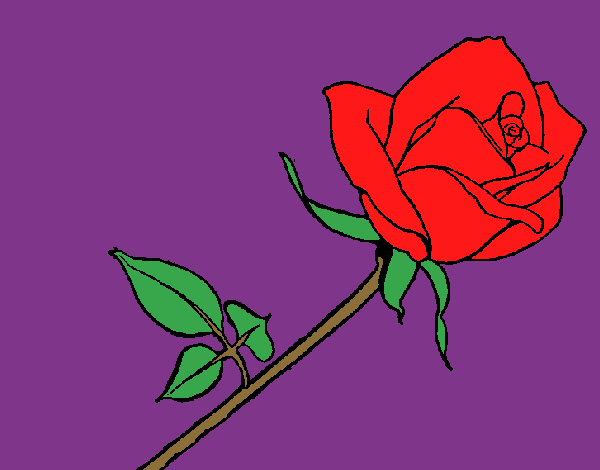 Rosa