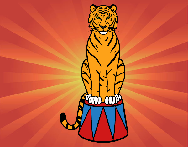 Tigre de circo