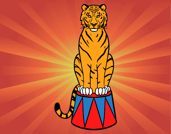 Tigre de circo