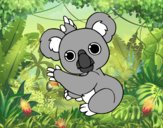 Un Koala