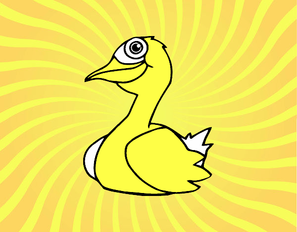 Un pato