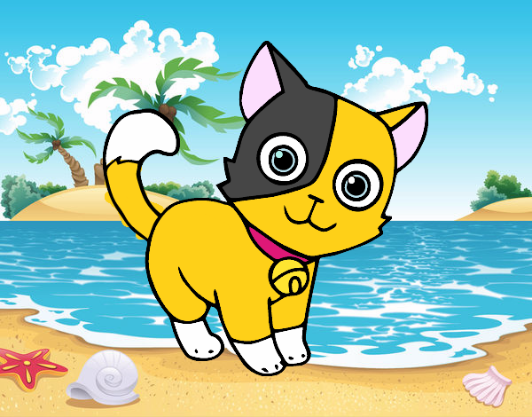 el gato en la playa