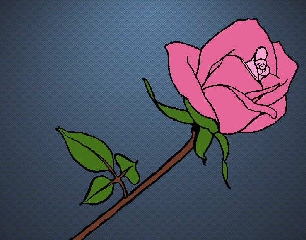 Rosa