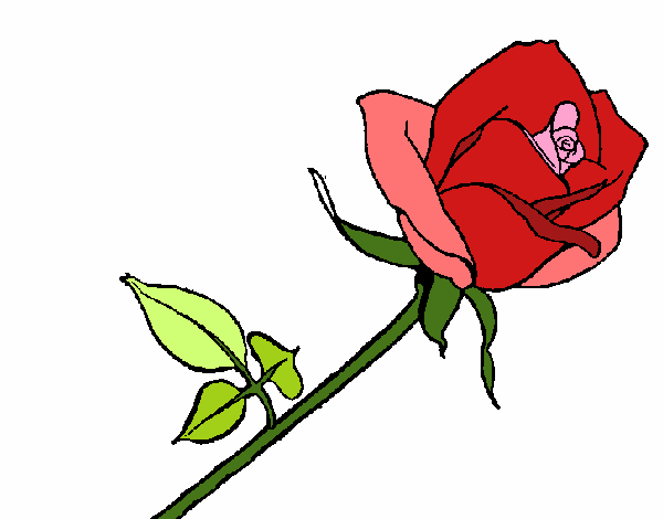 Rosa