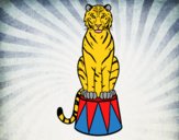 Tigre de circo