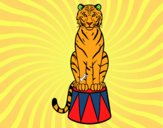 Tigre de circo