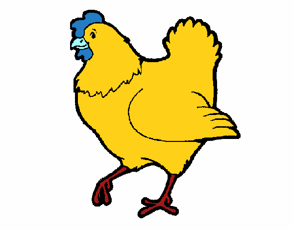 Gallina