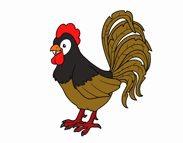 Gallo de una granja