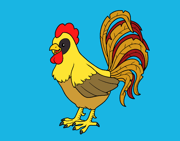 Gallo de una granja