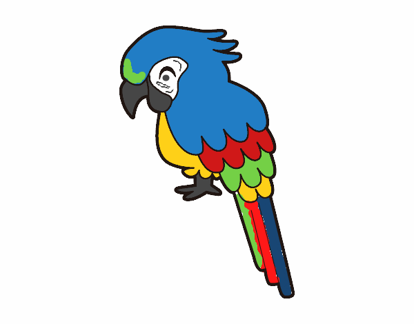 Guacamayo