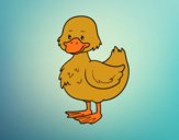 Patito de granja