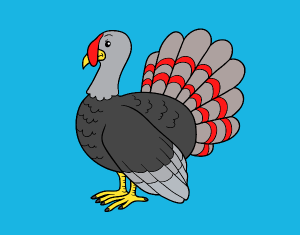 Pavo común