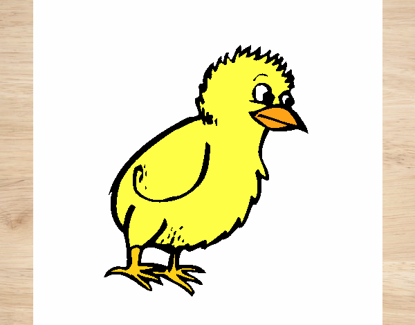 Pollito