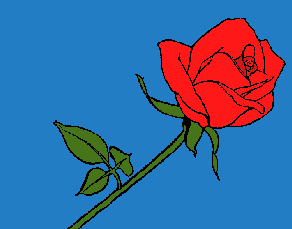 Rosa