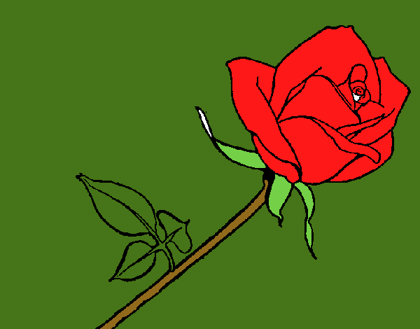 Rosa