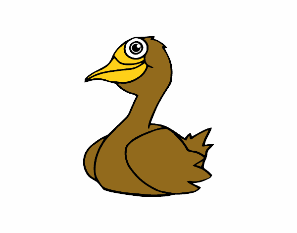 Un pato