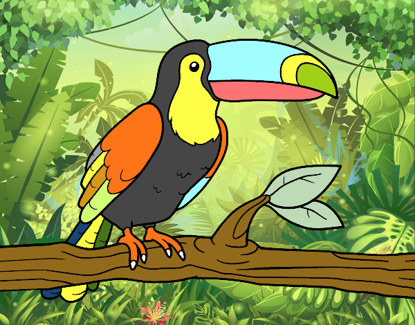 ESTE  TUCAN DE COLORES