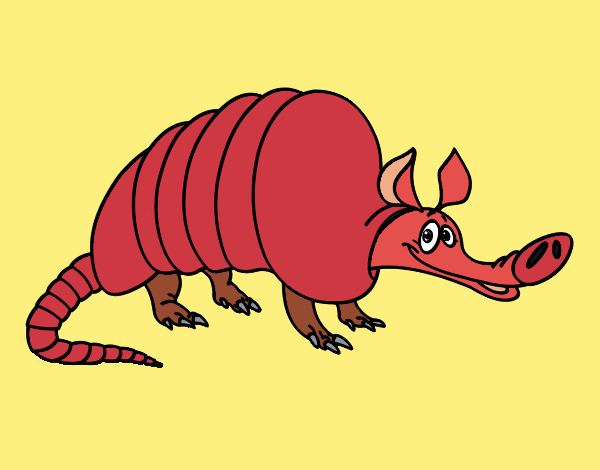 Armadillo adulto