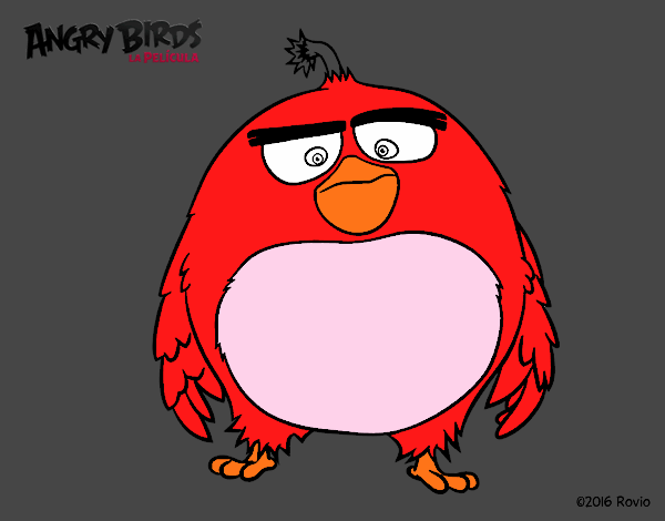 don angry birds
