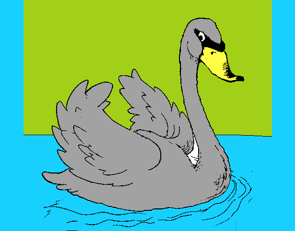 Cisne en el agua