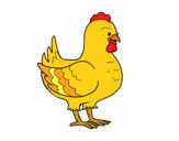 Gallina de una granja