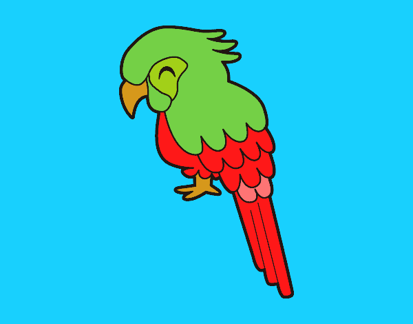 Guacamayo