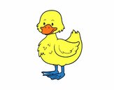 Patito de granja