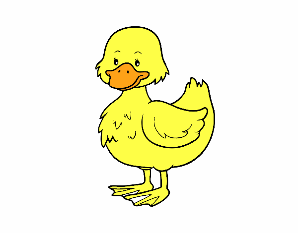 Patito de granja