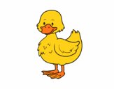 Patito de granja